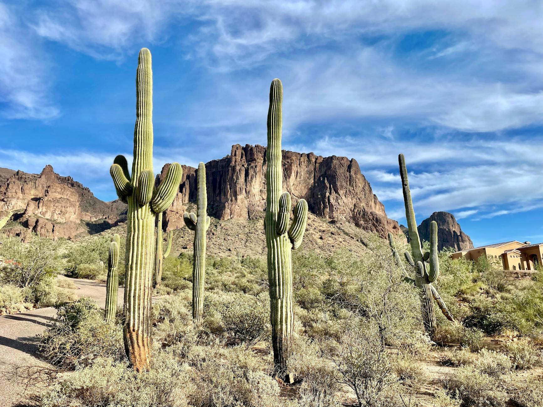 Vibrant desert scene featuring iconic cacti and rugged mountains in Mesa, Arizona.
