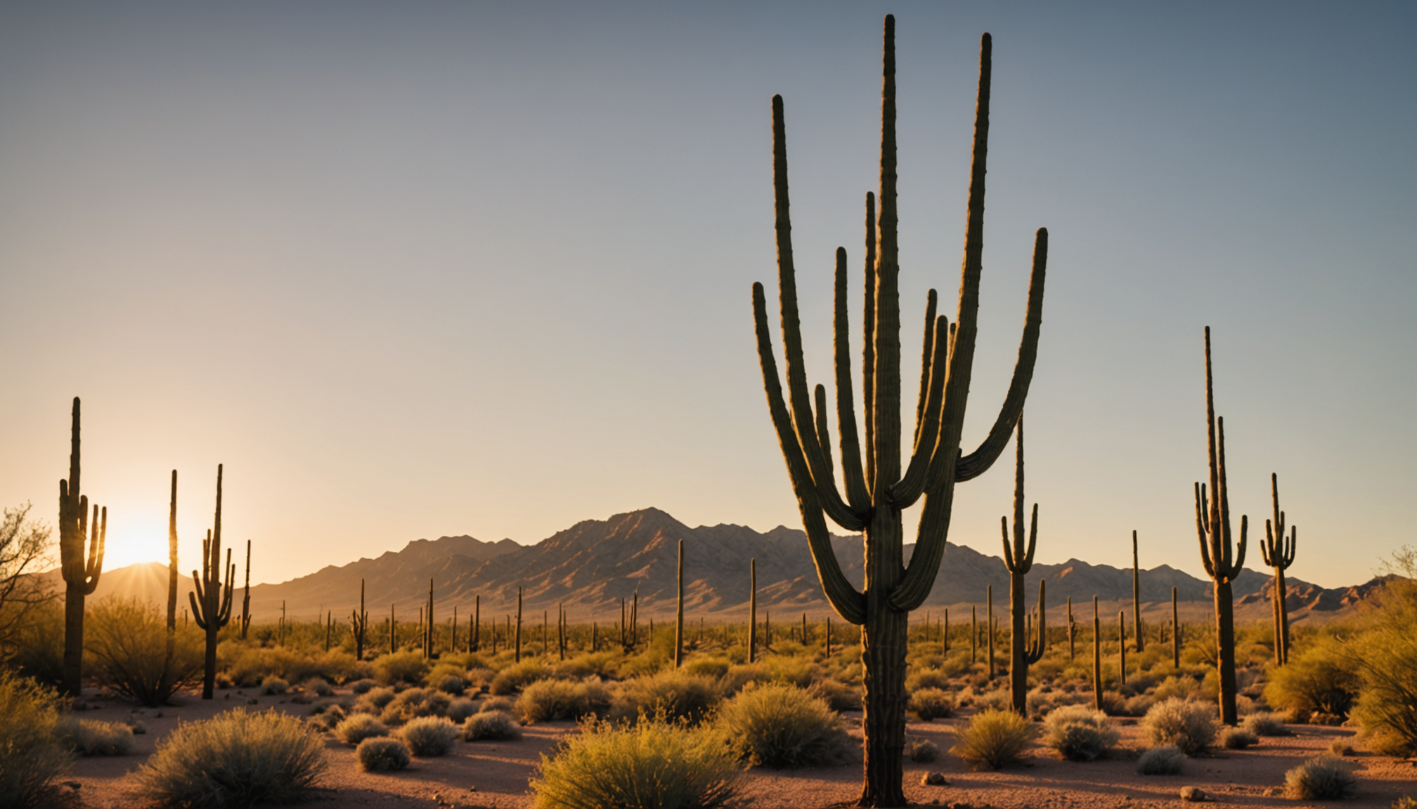 AI-generated image depicting Ocotillo in Mesa, Arizona
